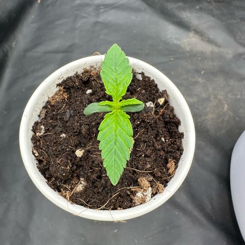 Imperium X #1 growlog timeline photo