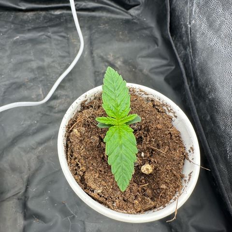 Imperium X #2 growlog timeline photo