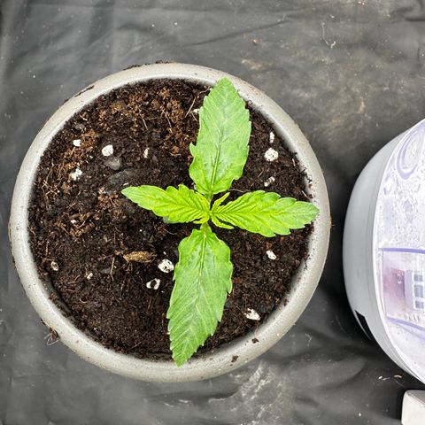 Imperium X #1 growlog timeline photo