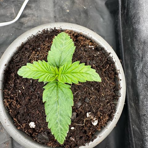 Imperium X #2 growlog timeline photo