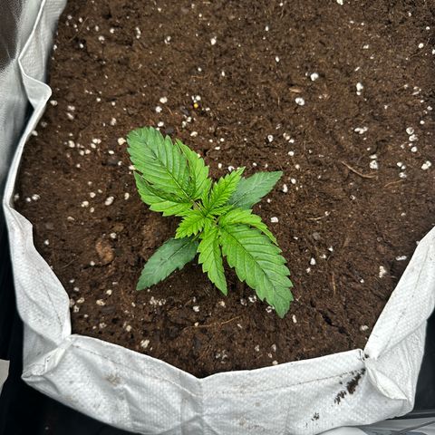 Imperium X #1 growlog timeline photo