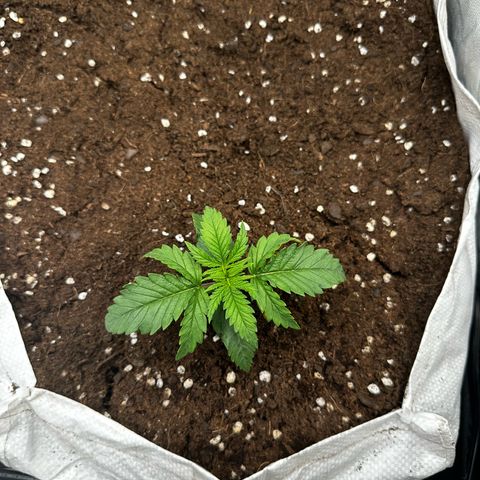 Imperium X #2 growlog timeline photo