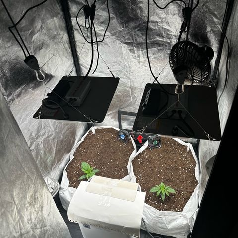 Imperium X #1 growlog timeline photo