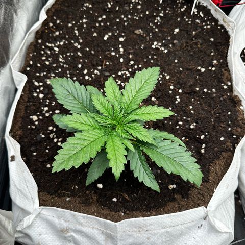 Imperium X #1 growlog timeline photo