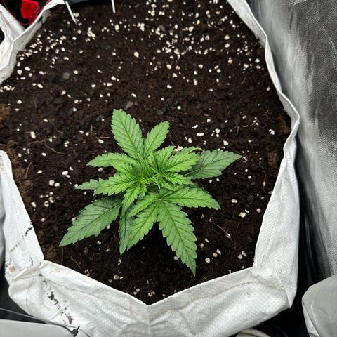 Imperium X #2 growlog timeline photo
