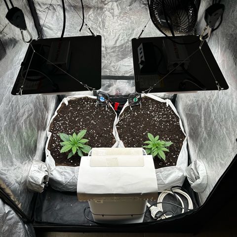 Imperium X #1 growlog timeline photo