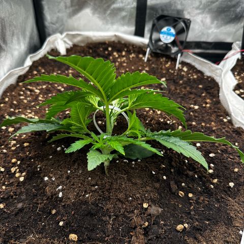 Imperium X #1 growlog timeline photo