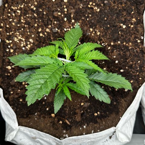 Imperium X #1 growlog timeline photo