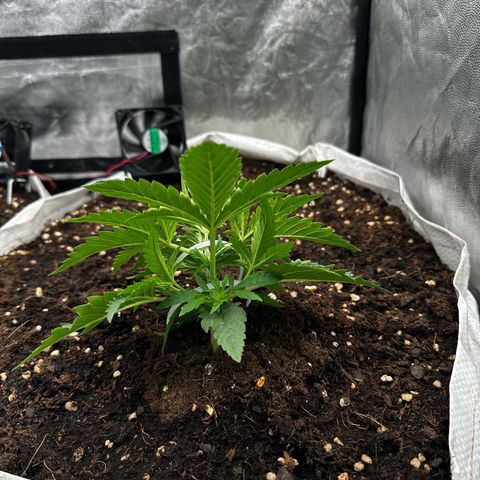 Imperium X #2 growlog timeline photo
