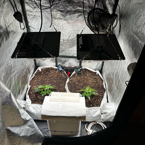 Imperium X #1 growlog timeline photo