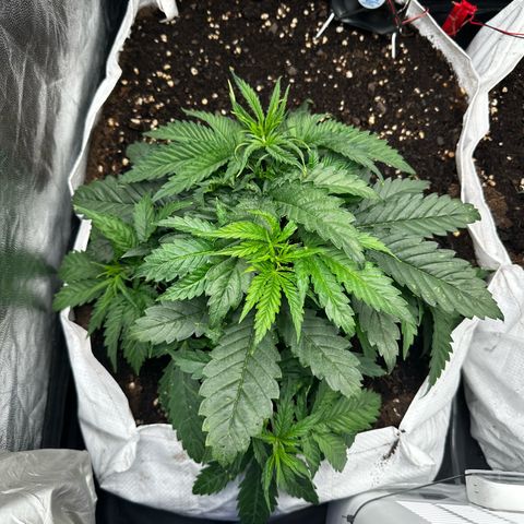 Imperium X #1 growlog timeline photo