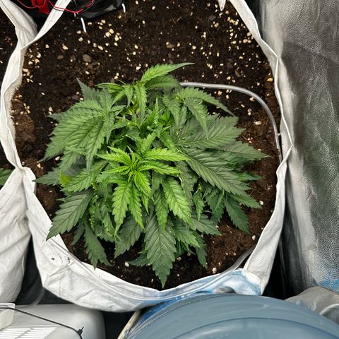 Imperium X #2 growlog timeline photo