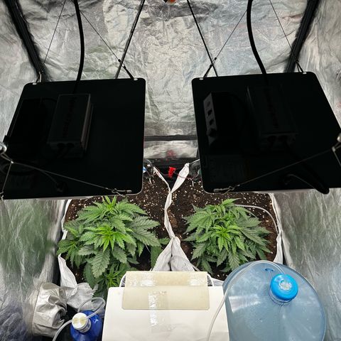 Imperium X #1 growlog timeline photo
