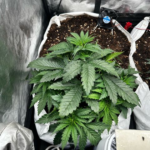 Imperium X #1 growlog timeline photo