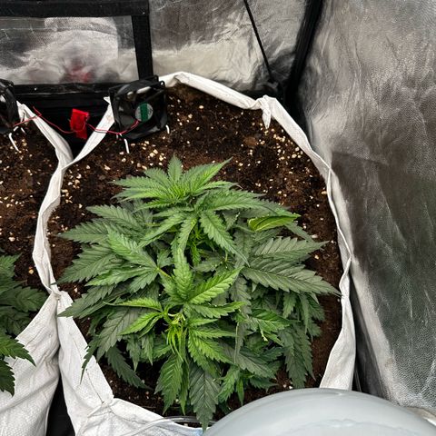 Imperium X #2 growlog timeline photo