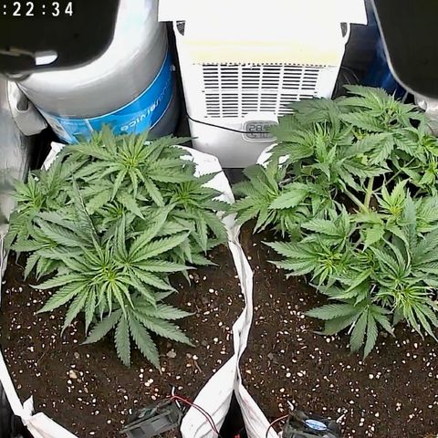 Imperium X #1 growlog timeline photo