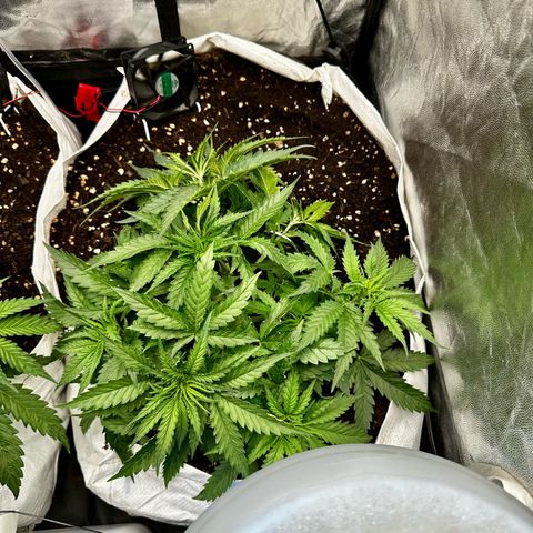 Imperium X #2 growlog timeline photo