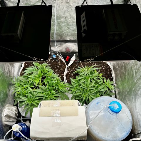 Imperium X #1 growlog timeline photo