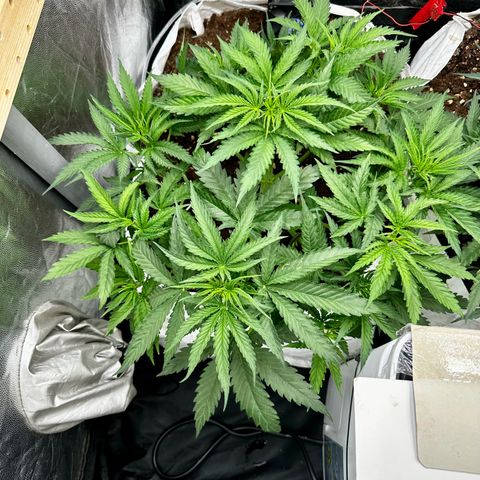 Imperium X #1 growlog timeline photo