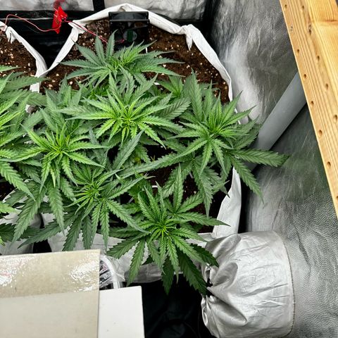 Imperium X #2 growlog timeline photo