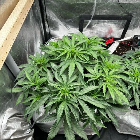 Imperium X #1 growlog timeline photo