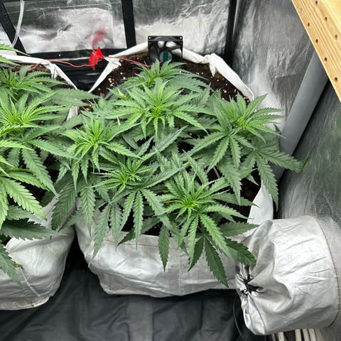 Imperium X #2 growlog timeline photo