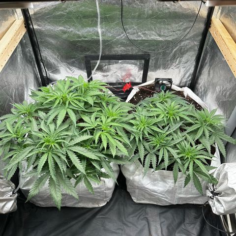 Imperium X #1 growlog timeline photo