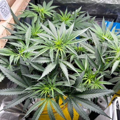 Imperium X #1 growlog timeline photo