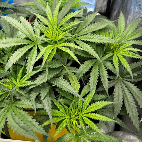 Imperium X #2 growlog timeline photo