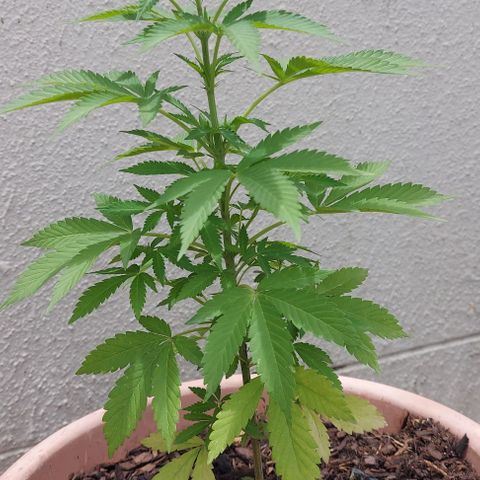Unknown strain growlog timeline photo