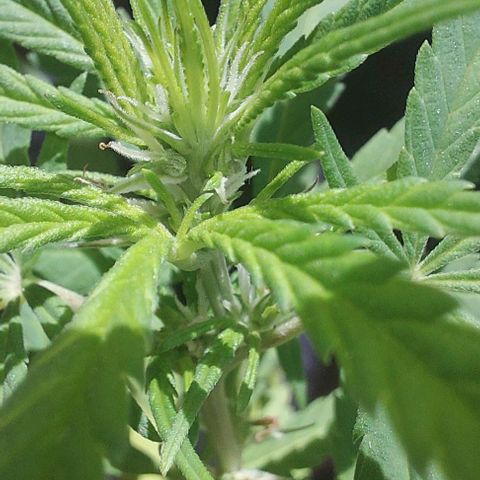 Unknown strain growlog timeline photo