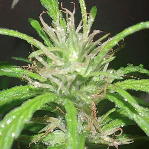 Unknown strain growlog timeline photo