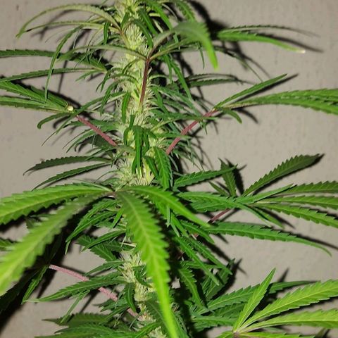 Unknown strain growlog photo: Log photos of flowering 