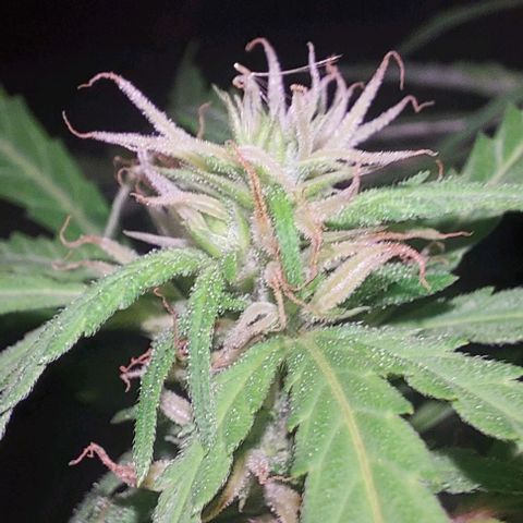 Unknown strain growlog timeline photo