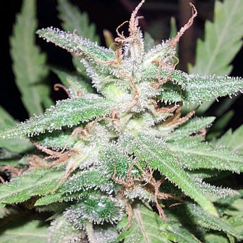 Unknown strain growlog timeline photo