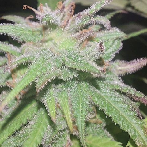 Unknown strain growlog timeline photo