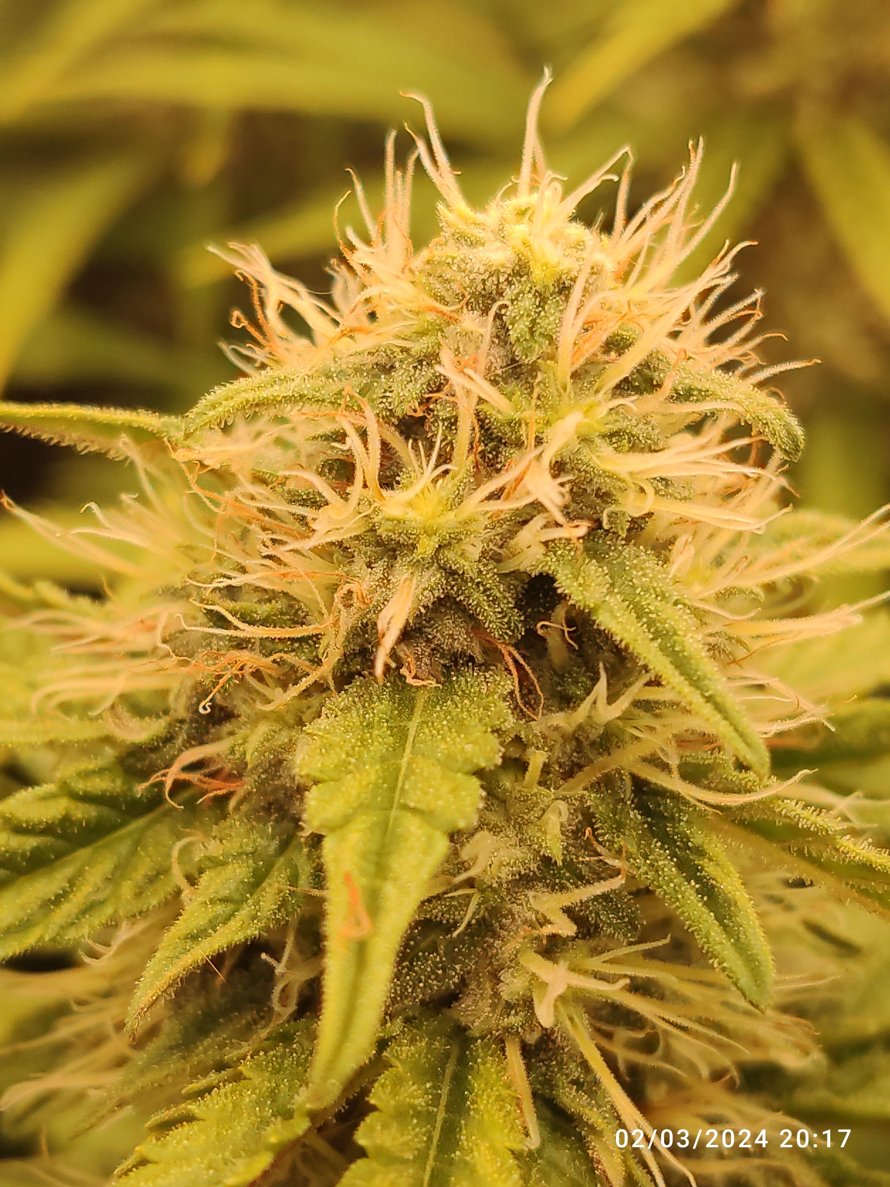 Gorilla Glue #4 growlog header