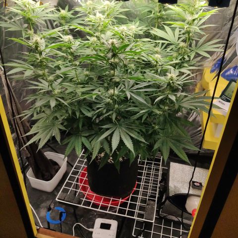 Gorilla Glue #4 growlog timeline photo