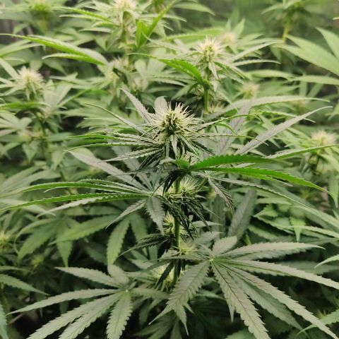 Gorilla Glue #4 growlog timeline photo