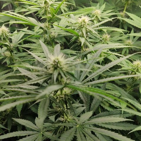 Gorilla Glue #4 growlog timeline photo
