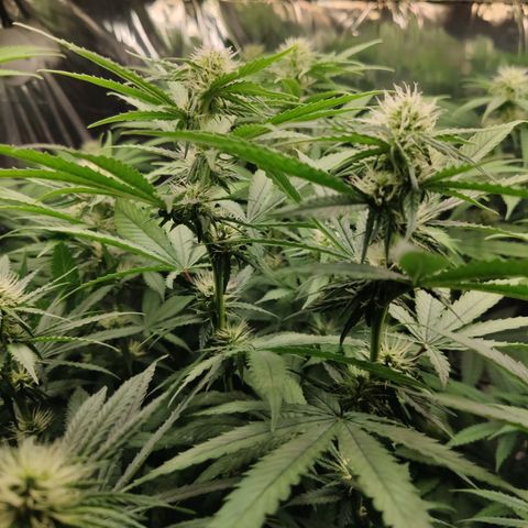 Gorilla Glue #4 growlog timeline photo