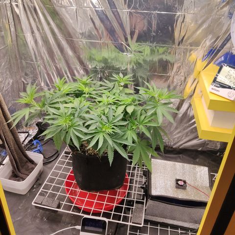 Gorilla Glue #4 growlog timeline photo