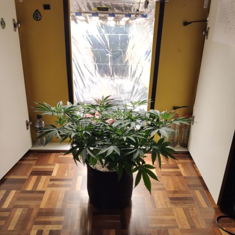 Gorilla Glue #4 growlog timeline photo