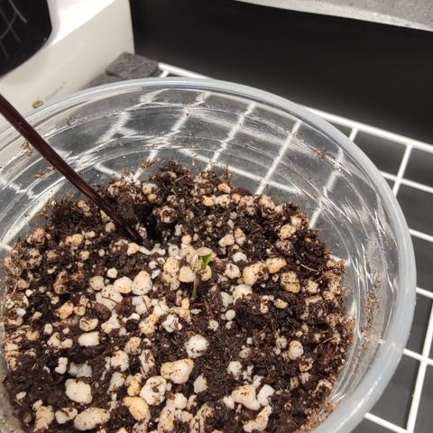 Gorilla Glue #4 growlog photo