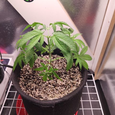 Gorilla Glue #4 growlog timeline photo