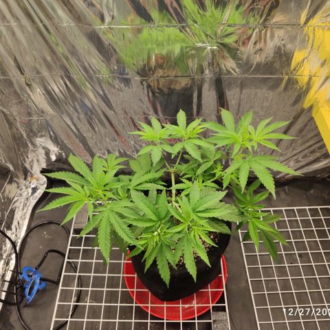 Gorilla Glue #4 growlog timeline photo