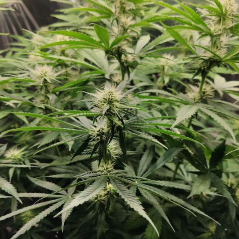 Gorilla Glue #4 growlog timeline photo