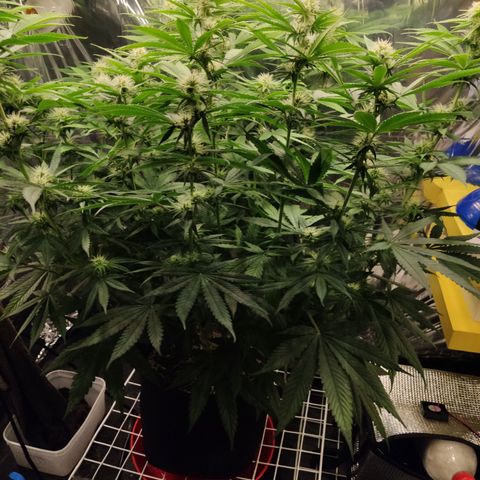 Gorilla Glue #4 growlog timeline photo