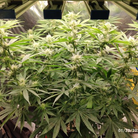 Gorilla Glue #4 growlog timeline photo