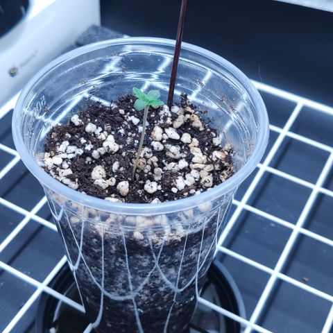 Gorilla Glue #4 growlog photo